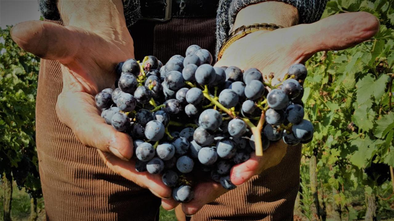 Agriturismo La Guarda Picedo Kültér fotó